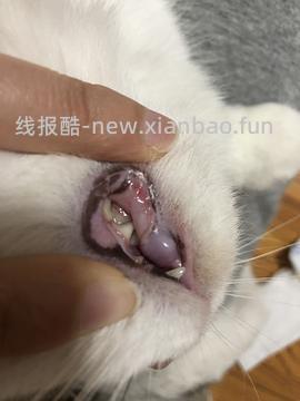 【科普】牙科问题和普通内科问题都可以留言，看到会回复 - 线报酷