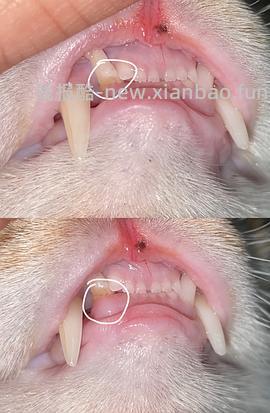 【科普】牙科问题和普通内科问题都可以留言，看到会回复 - 线报酷