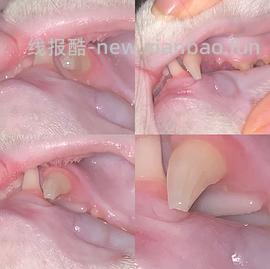 【科普】牙科问题和普通内科问题都可以留言，看到会回复 - 线报酷