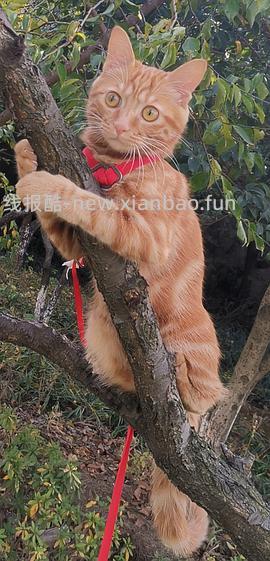 讨论/【教程】进阶版教程——如何将不到10块钱的牵引绳改造成100+的科学牵引绳 - 线报酷