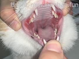 【科普】牙科问题和普通内科问题都可以留言，看到会回复 - 线报酷