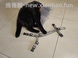 讨论/【教程】进阶版教程——如何将不到10块钱的牵引绳改造成100+的科学牵引绳 - 线报酷