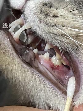 【科普】牙科问题和普通内科问题都可以留言，看到会回复 - 线报酷