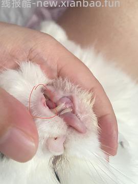 【科普】牙科问题和普通内科问题都可以留言，看到会回复 - 线报酷