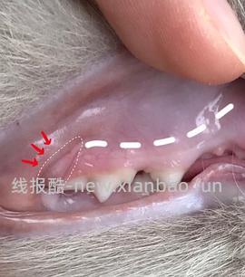 【科普】牙科问题和普通内科问题都可以留言，看到会回复 - 线报酷