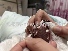 【科普】牙科问题和普通内科问题都可以留言，看到会回复 - 线报酷