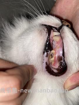 【科普】牙科问题和普通内科问题都可以留言，看到会回复 - 线报酷