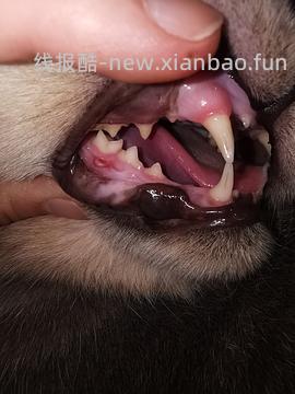 【科普】牙科问题和普通内科问题都可以留言，看到会回复 - 线报酷