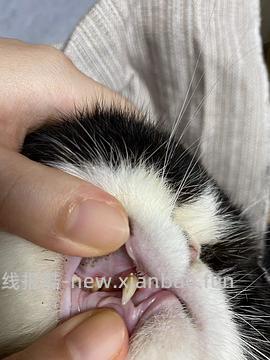 【科普】牙科问题和普通内科问题都可以留言，看到会回复 - 线报酷