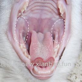 【科普】牙科问题和普通内科问题都可以留言，看到会回复 - 线报酷