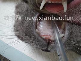 讨论/【科普】口炎的辨别 - 线报酷