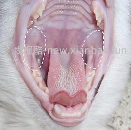 讨论/【科普】口炎的辨别 - 线报酷