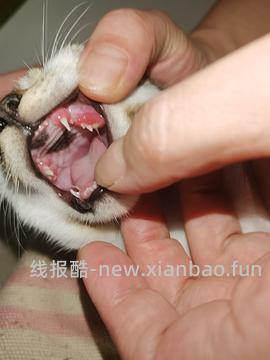 讨论/【科普】口炎的辨别 - 线报酷