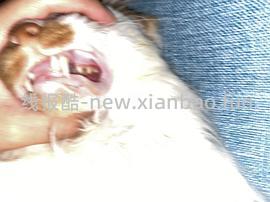 讨论/【科普】口炎的辨别 - 线报酷