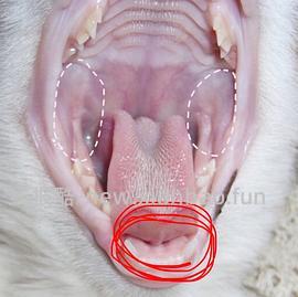 【科普】牙科问题和普通内科问题都可以留言，看到会回复 - 线报酷