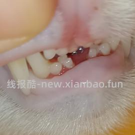 【科普】牙科问题和普通内科问题都可以留言，看到会回复 - 线报酷