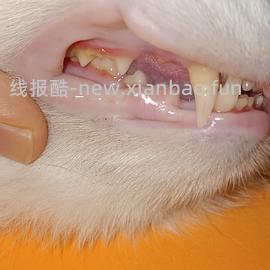 【科普】牙科问题和普通内科问题都可以留言，看到会回复 - 线报酷