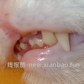 【科普】牙科问题和普通内科问题都可以留言，看到会回复 - 线报酷