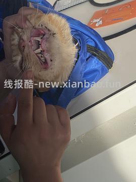 讨论/【科普】口炎的辨别 - 线报酷