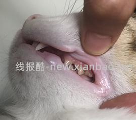 【科普】牙科问题和普通内科问题都可以留言，看到会回复 - 线报酷