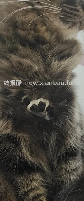 讨论/【教程】进阶版教程——如何将不到10块钱的牵引绳改造成100+的科学牵引绳 - 线报酷