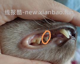 【科普】牙科问题和普通内科问题都可以留言，看到会回复 - 线报酷