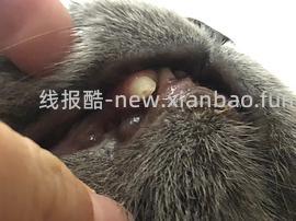 【科普】牙科问题和普通内科问题都可以留言，看到会回复 - 线报酷