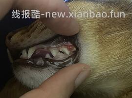 【科普】牙科问题和普通内科问题都可以留言，看到会回复 - 线报酷