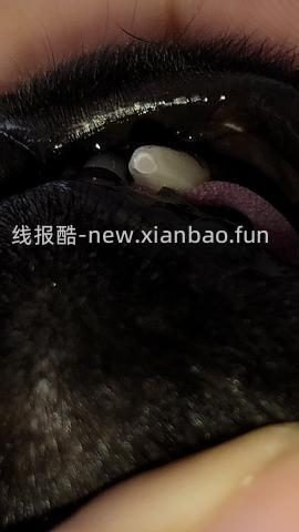 【科普】牙科问题和普通内科问题都可以留言，看到会回复 - 线报酷