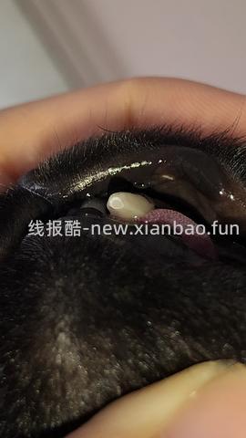 【科普】牙科问题和普通内科问题都可以留言，看到会回复 - 线报酷