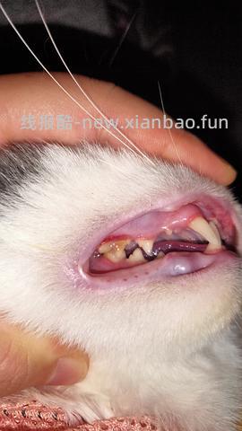 【科普】牙科问题和普通内科问题都可以留言，看到会回复 - 线报酷