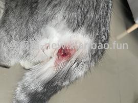 讨论/【科普】纯分享隔离时肛门腺破溃处理方法 - 线报酷