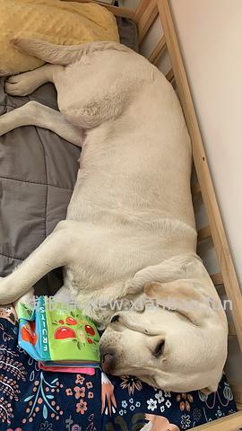 3元包邮的响纸bb叫玩具 - 线报酷