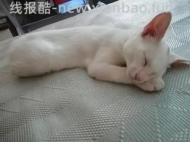 讨论/【科普】关于折耳的谣言粉碎机 - 线报酷