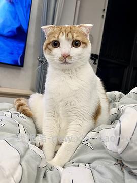 讨论/【科普】关于折耳的谣言粉碎机 - 线报酷