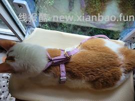 讨论/【教程】进阶版教程——如何将不到10块钱的牵引绳改造成100+的科学牵引绳 - 线报酷