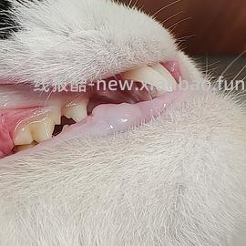 【科普】猫刷牙姿势教程2.0 - 线报酷