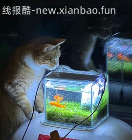 讨论/【科普】或许有uu想了解怎么安装一个基本不用打理的鱼缸吗（小猫电视） - 线报酷