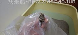 洋车前子壳粉相关 - 线报酷