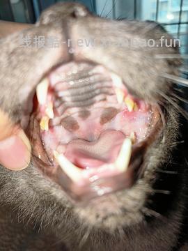 讨论/【科普】口炎的辨别 - 线报酷