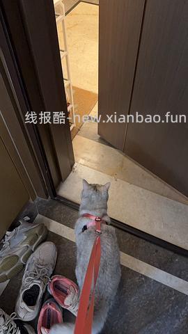 讨论/【教程】进阶版教程——如何将不到10块钱的牵引绳改造成100+的科学牵引绳 - 线报酷