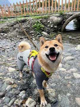 弗格兰341r一件 - 线报酷