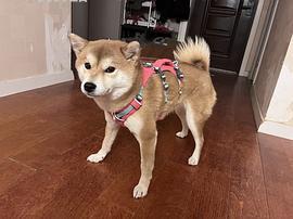 弗格兰341r一件 - 线报酷