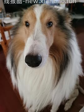 有娃的可能需要|京东plus兑换帮帮识字特权年卡 - 线报酷