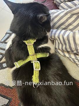 讨论/【教程】进阶版教程——如何将不到10块钱的牵引绳改造成100+的科学牵引绳 - 线报酷