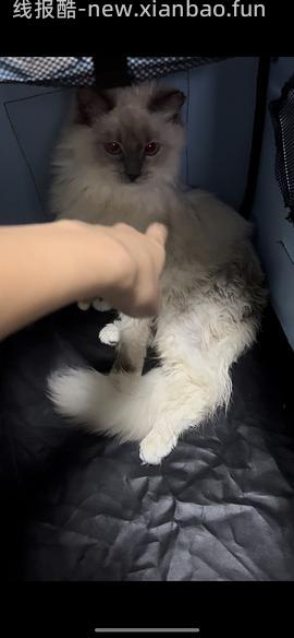 爱丽思暖被机，到手237，回南天急救，可烘衣服可烘猫 - 线报酷