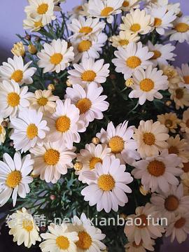 抠门园艺分享第四弹 - 线报酷