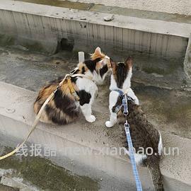 讨论/【教程】进阶版教程——如何将不到10块钱的牵引绳改造成100+的科学牵引绳 - 线报酷