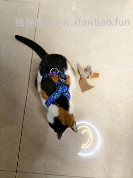 讨论/【教程】进阶版教程——如何将不到10块钱的牵引绳改造成100+的科学牵引绳 - 线报酷