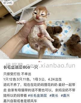 讨论/【科普】曾经宠物行业就业人员带大家看看真实后院猫的生存环境 - 线报酷